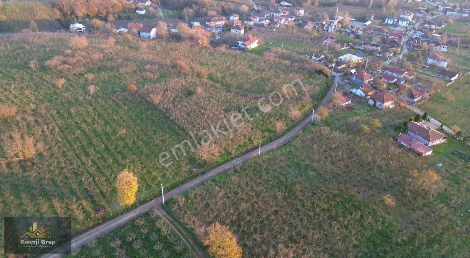 Kazimiye Mahallesin'nde 2.130 M2 Satılık Fındıklık - Görsel 3