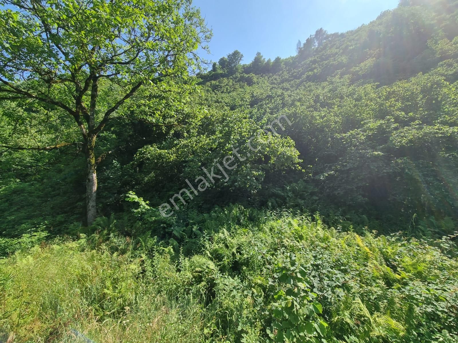 Akgün Kurumsal'dan Salıpazarında Satılık Fındık Bahçesi