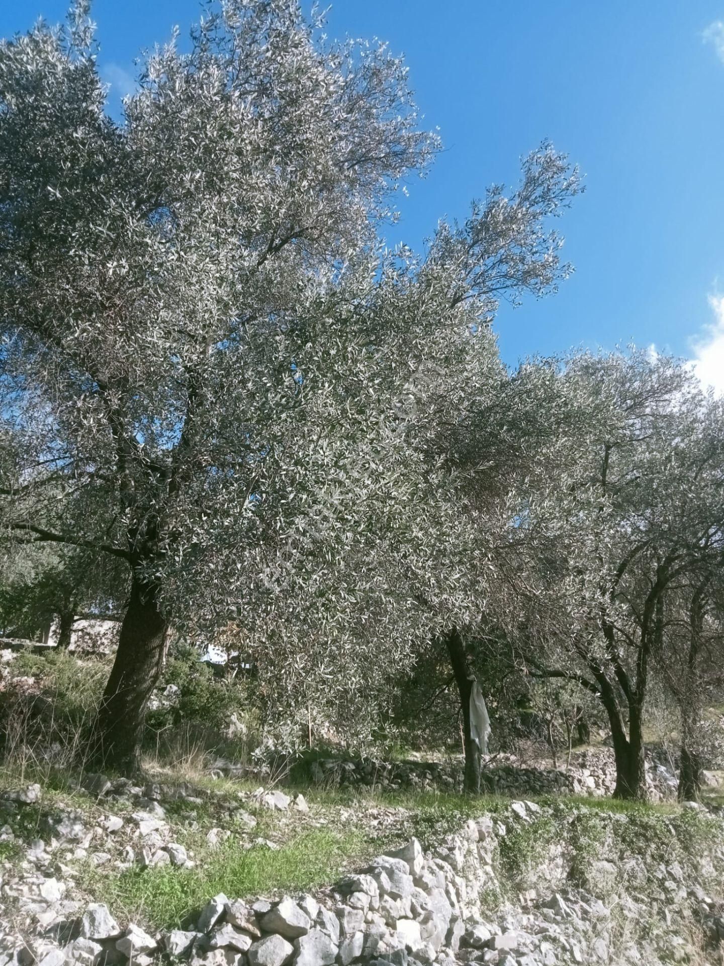 Stop’tan Seydikemer Arsa’da 3692m² Arazi - Görsel 5