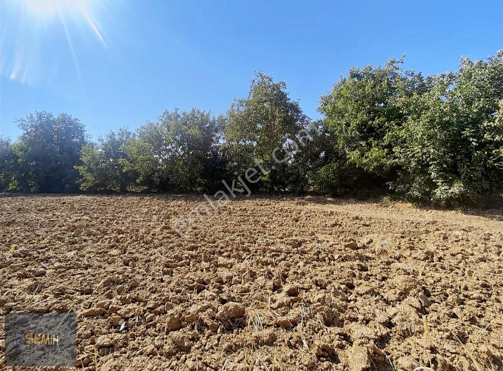 Semih'den Papatyada Yol Su Hızlı Tren Yanı Hobi Bahçesi - Görsel 2