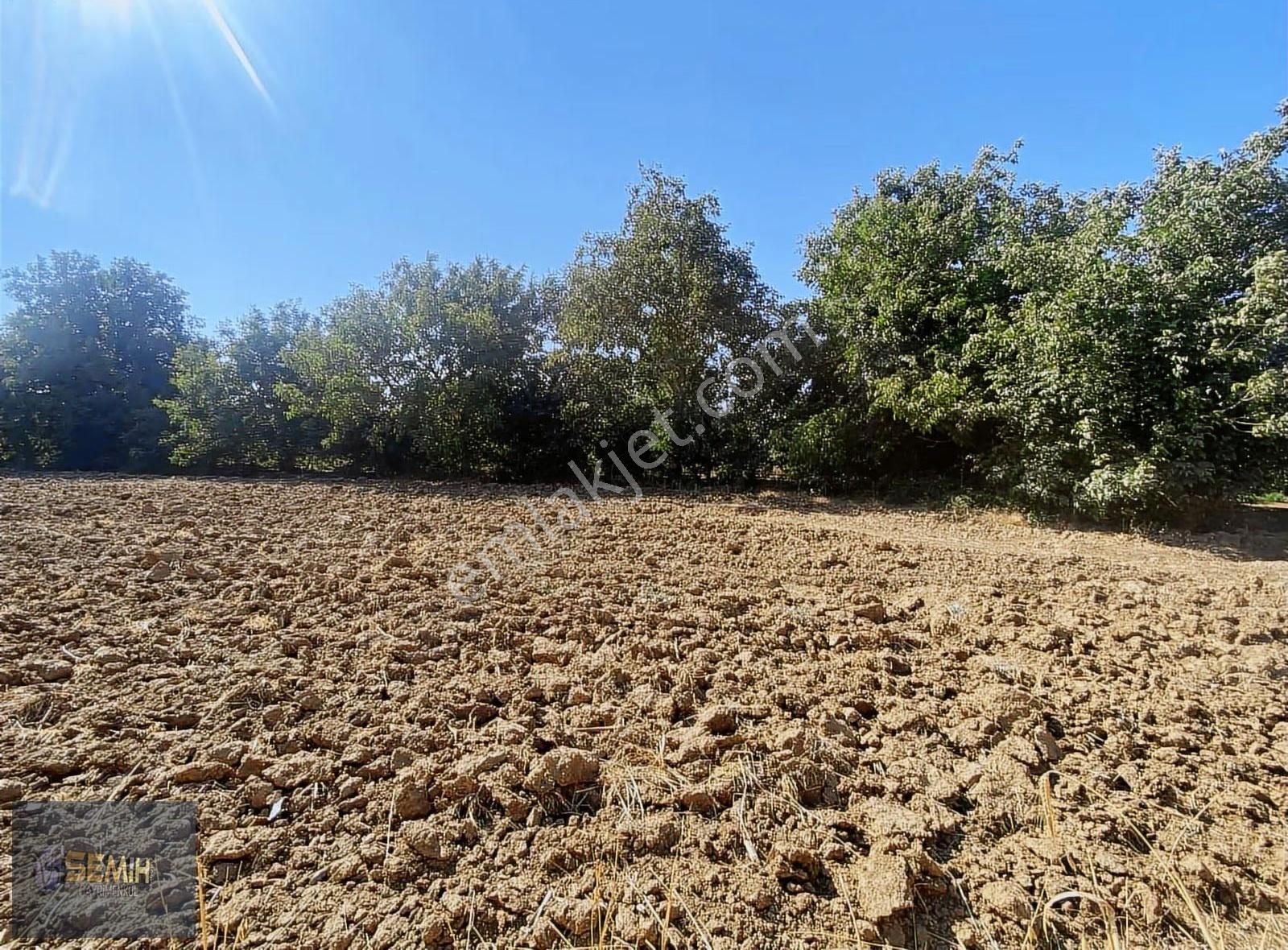 Semih'den Papatyada Yol Su Hızlı Tren Yanı Hobi Bahçesi - Görsel 7