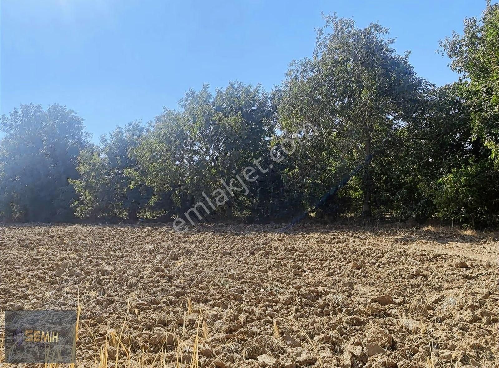 Semih'den Papatyada Yol Su Hızlı Tren Yanı Hobi Bahçesi - Görsel 8