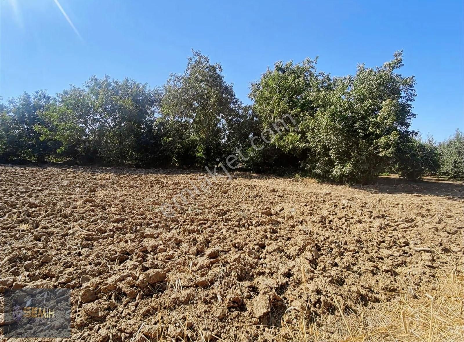 Semih'den Papatyada Yol Su Hızlı Tren Yanı Hobi Bahçesi