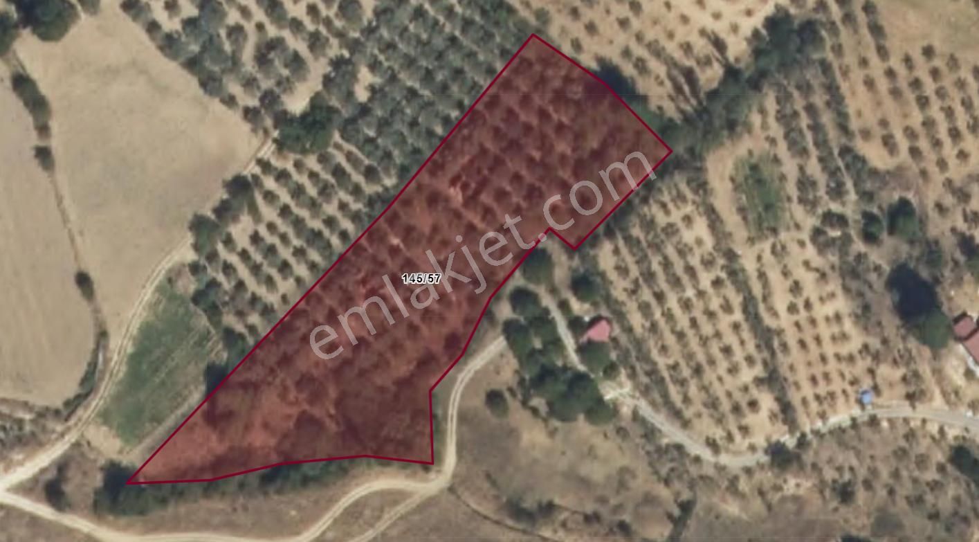 Muğla Menteşe Kafaca Köyünde Satılık 6.343 M2 Tek Tapu Tarla