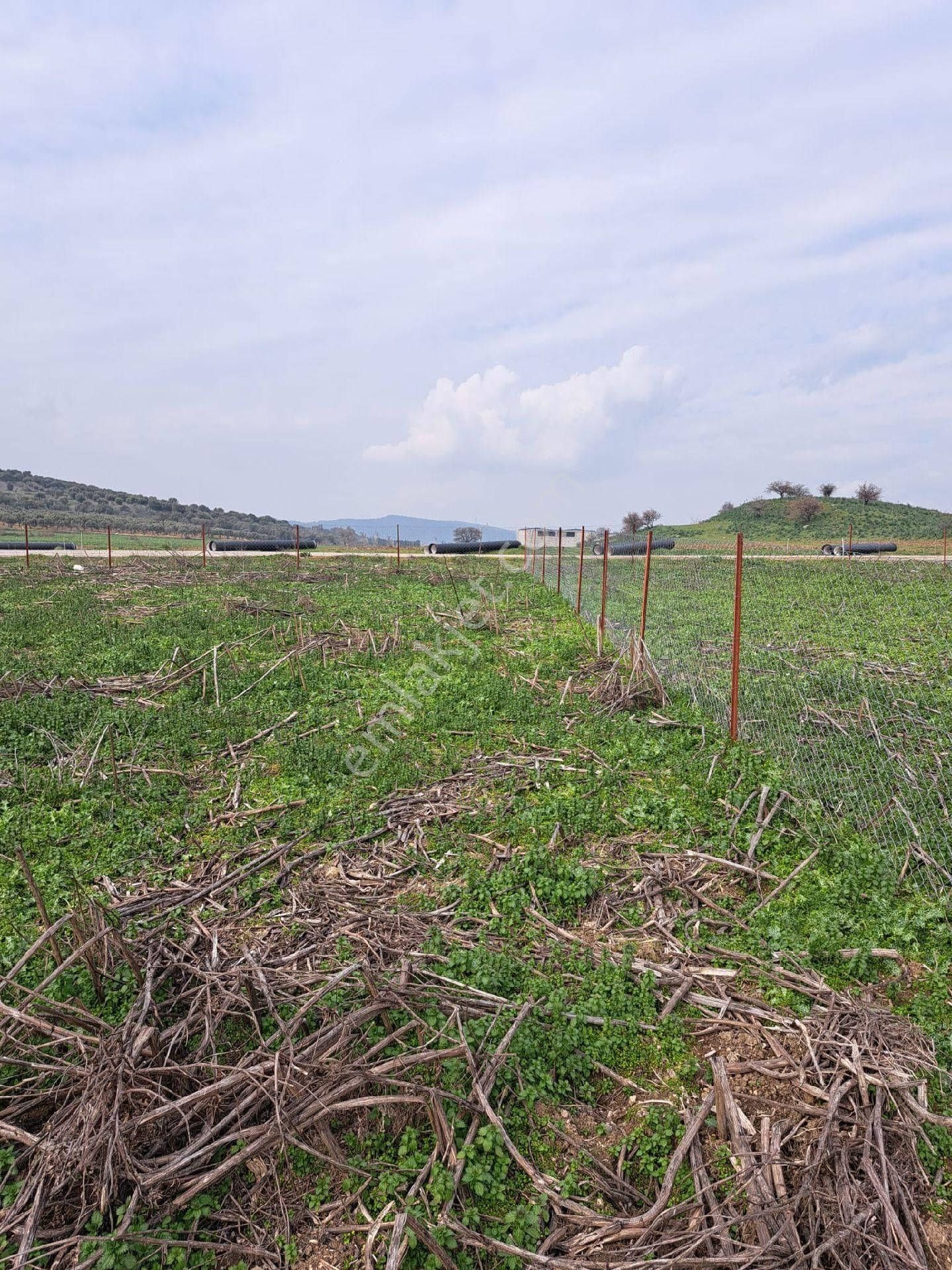 Foça Gerenköyde 883 M2 Bahçe Acil Satılıktır - Görsel 9