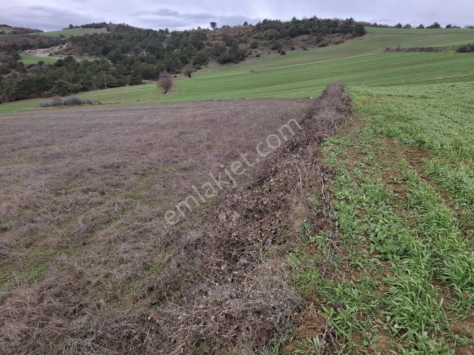 Geyve Halidiyede Kaçırılmayacak Yatırım Arazi - Görsel 8