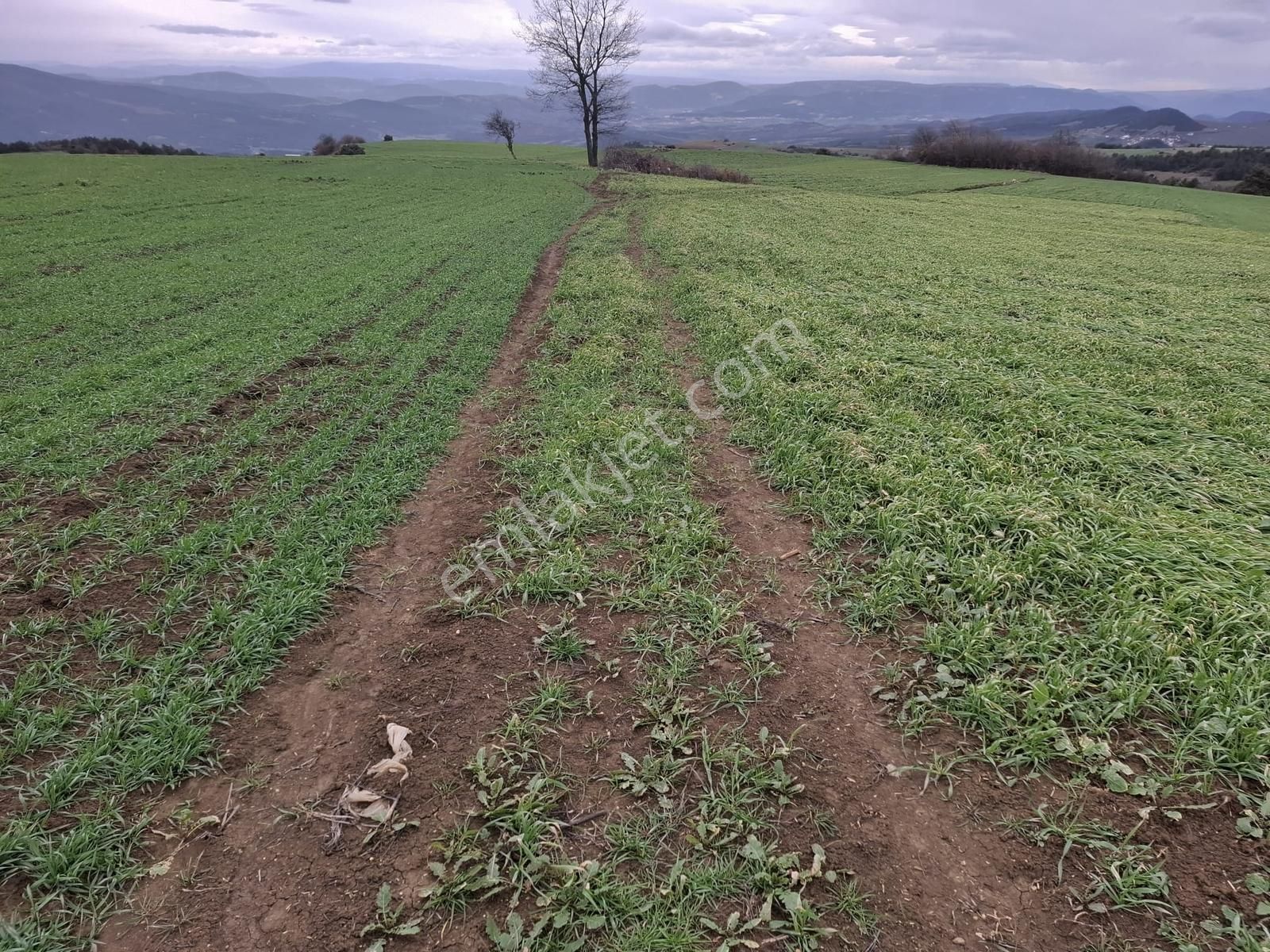 Geyve Halidiyede Kaçırılmayacak Yatırım Arazi - Görsel 6