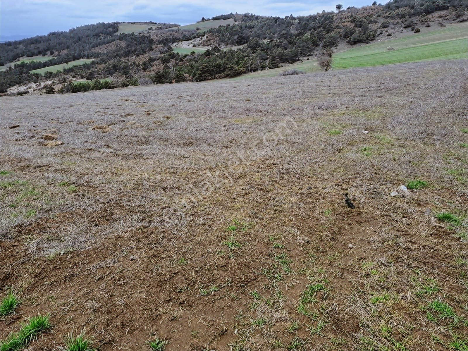 Geyve Halidiyede Kaçırılmayacak Yatırım Arazi - Görsel 4