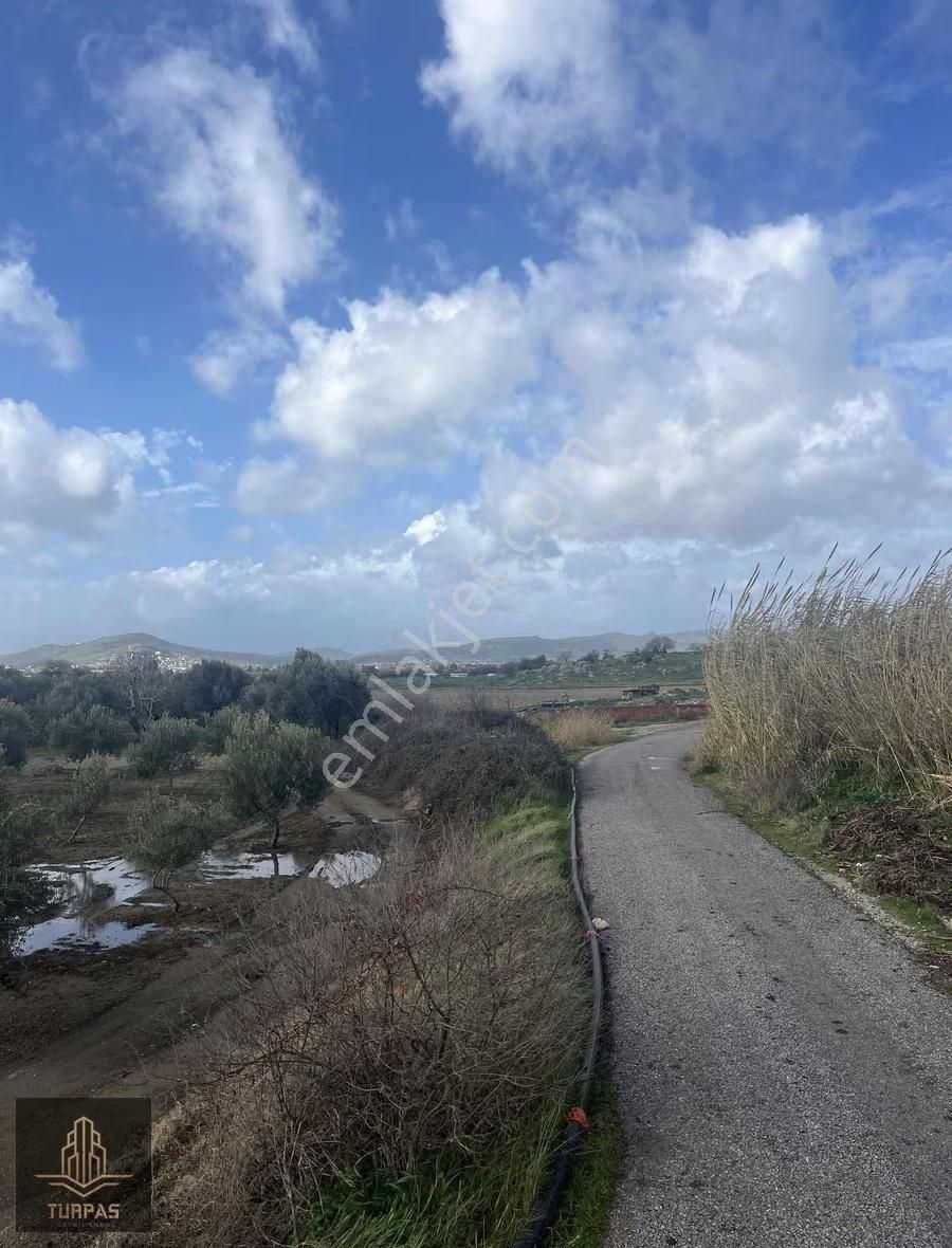Türpaş'tan Gerenköyde Bakımlı Zeytinlik - Görsel 2