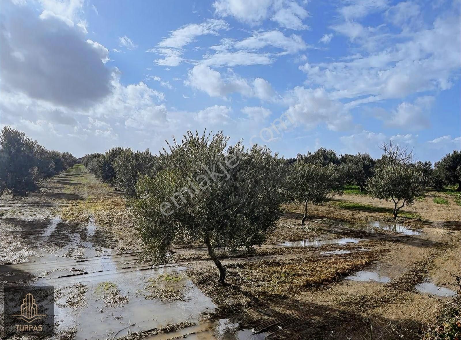 Türpaş'tan Gerenköyde Bakımlı Zeytinlik - Görsel 3