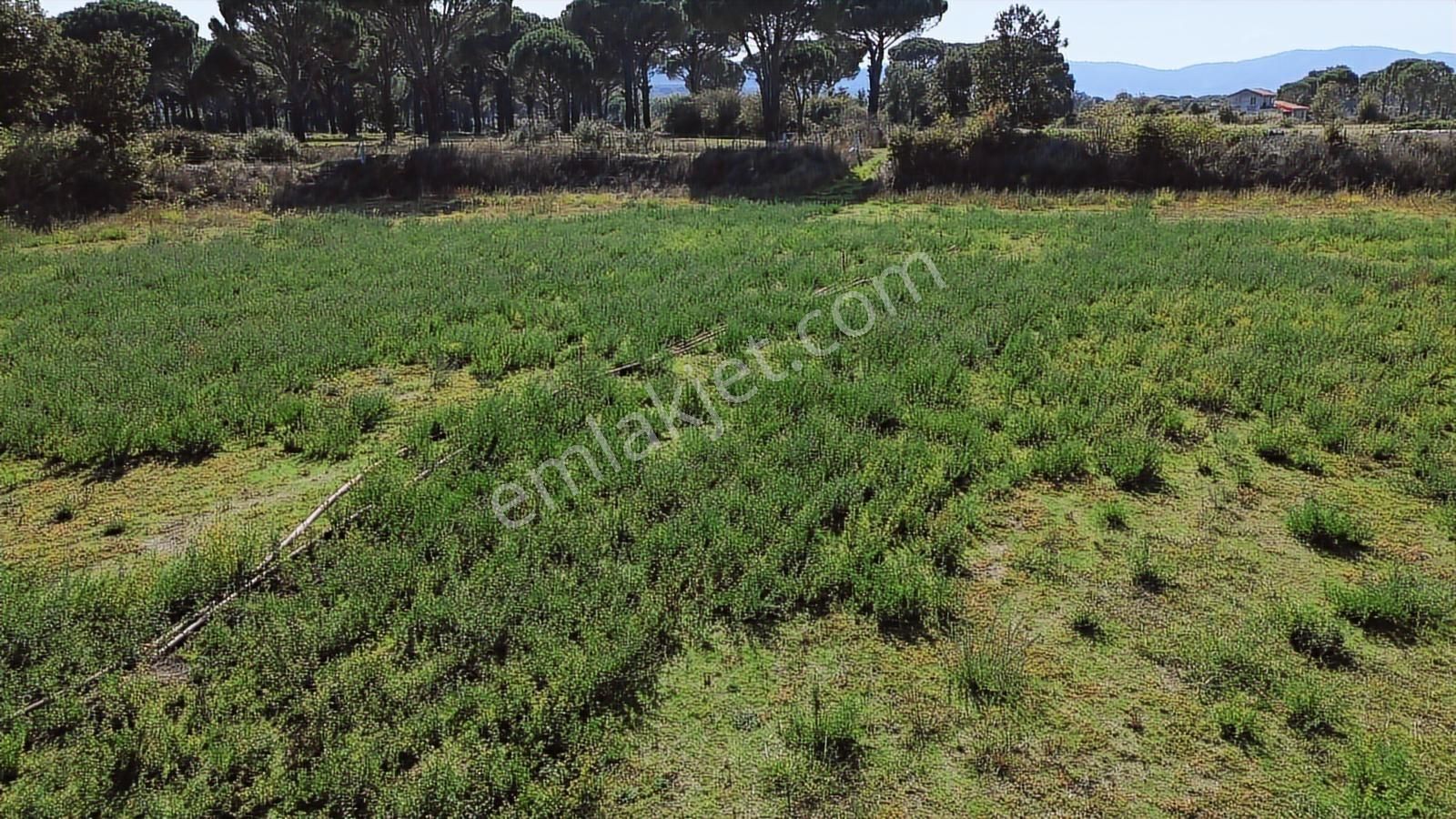 Bergama Kozak Yaylası Karaveliler Mah.de 10.460 M2 Satılık Tarla - Görsel 34