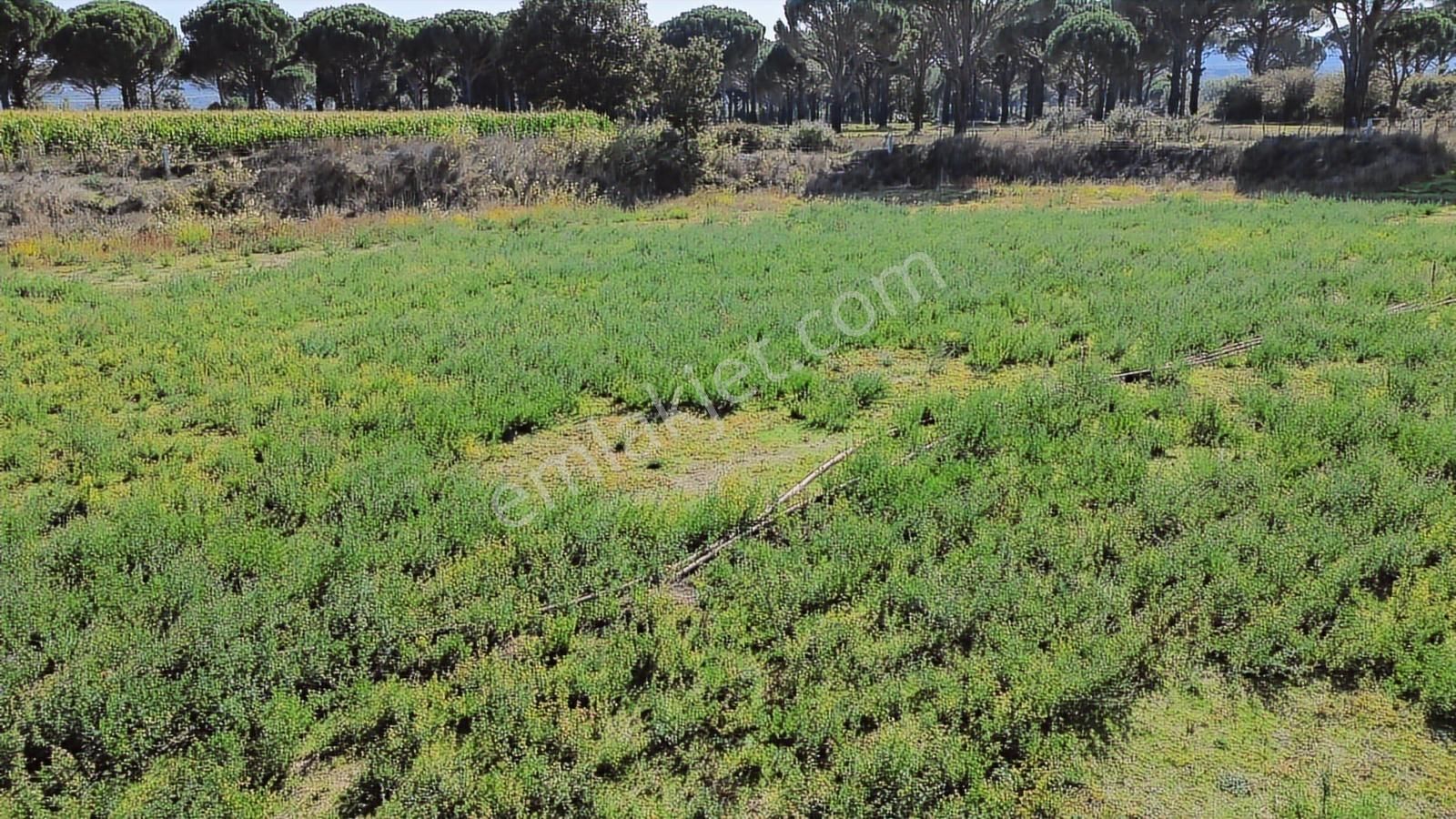 Bergama Kozak Yaylası Karaveliler Mah.de 10.460 M2 Satılık Tarla - Görsel 33