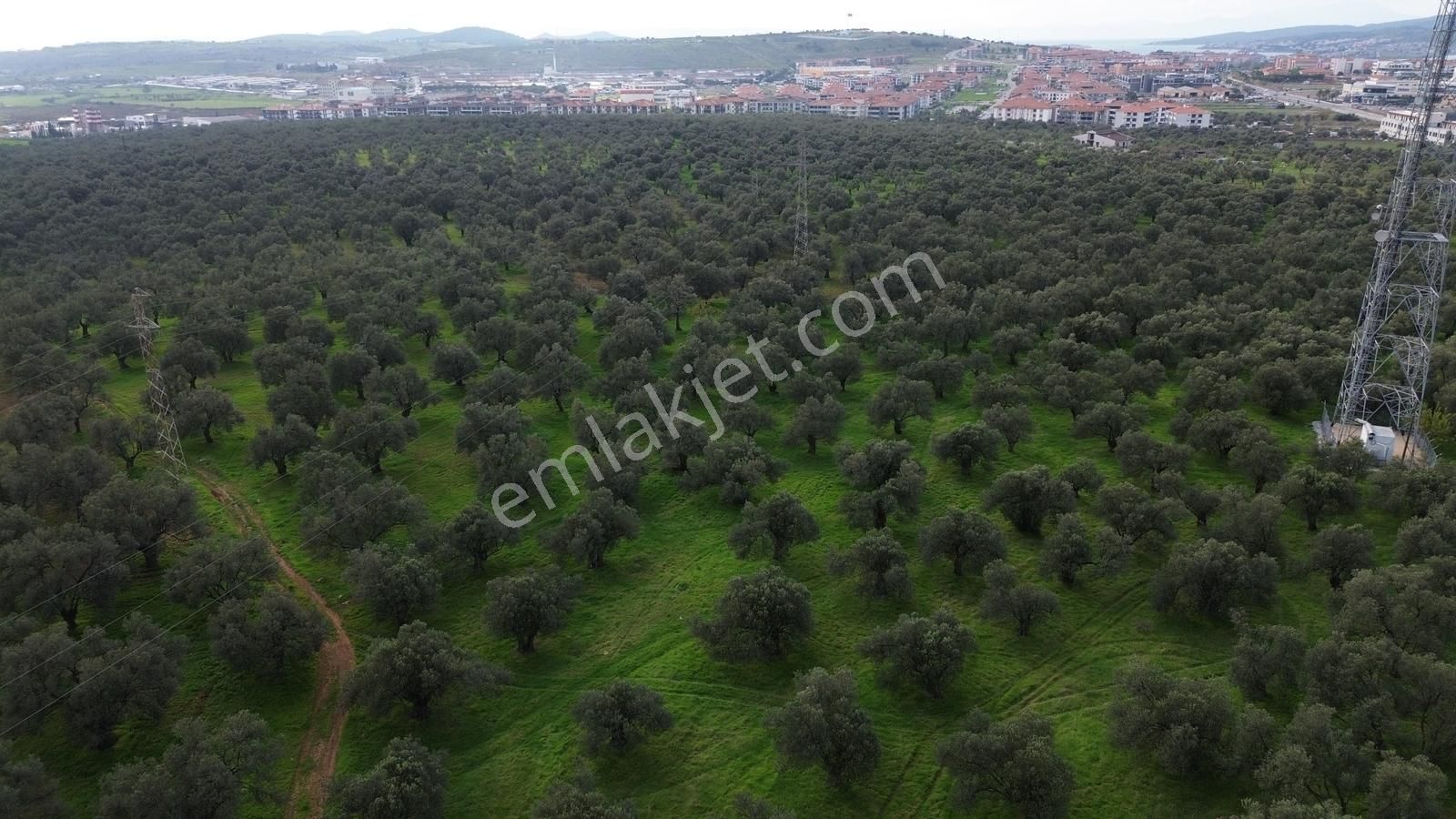 Ayvalık Şehir Merkezine Yakın İmar'a 400 Mt Satılık Zeytinlik - Görsel 27