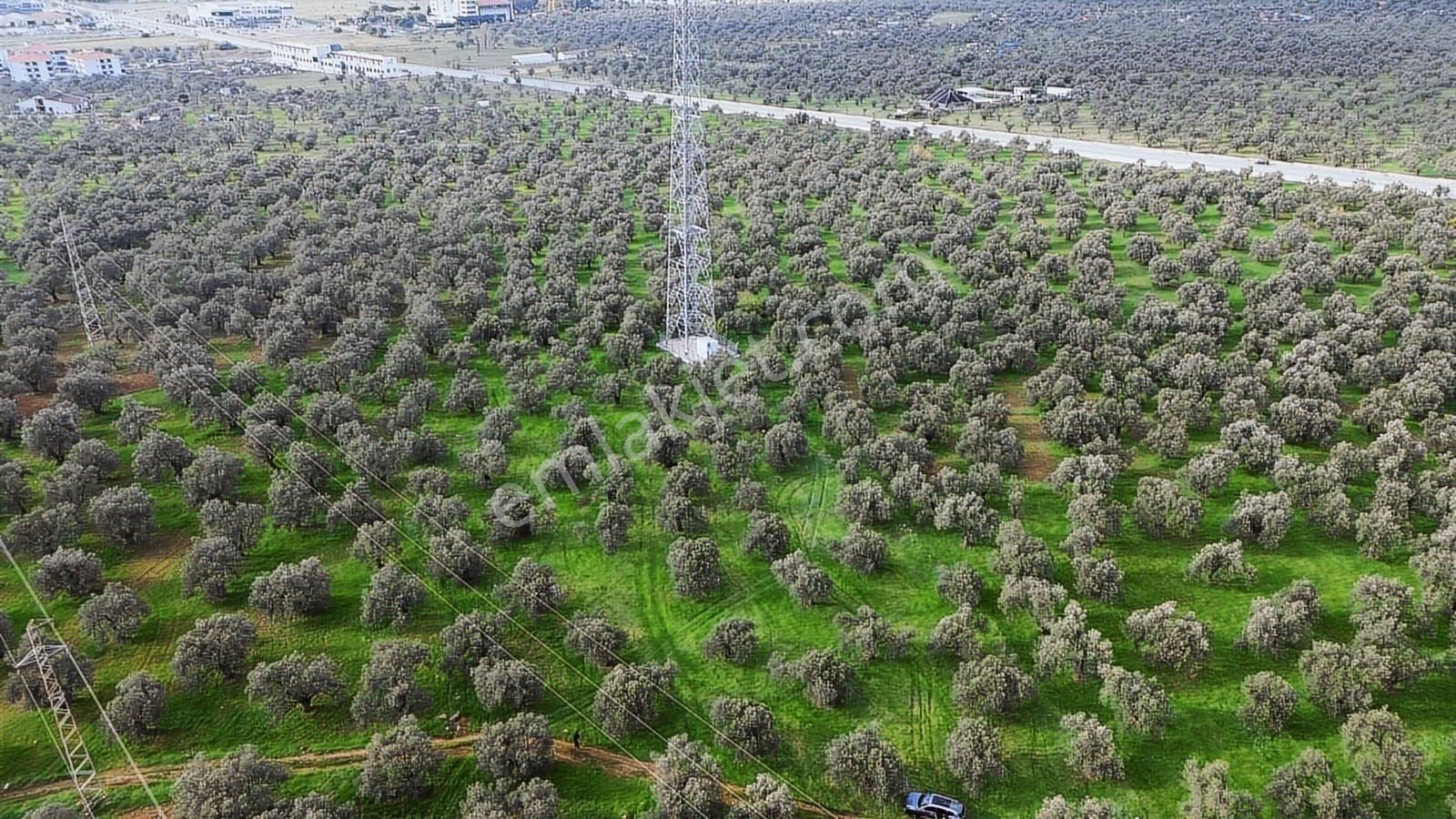Ayvalık Şehir Merkezine Yakın İmar'a 400 Mt Satılık Zeytinlik - Görsel 31