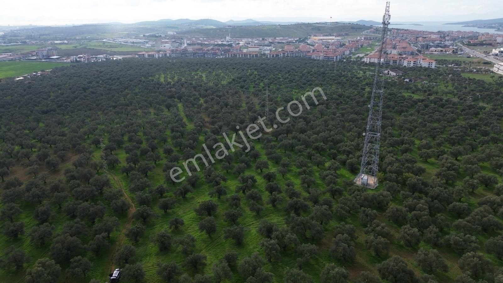 Ayvalık Şehir Merkezine Yakın İmar'a 400 Mt Satılık Zeytinlik - Görsel 5