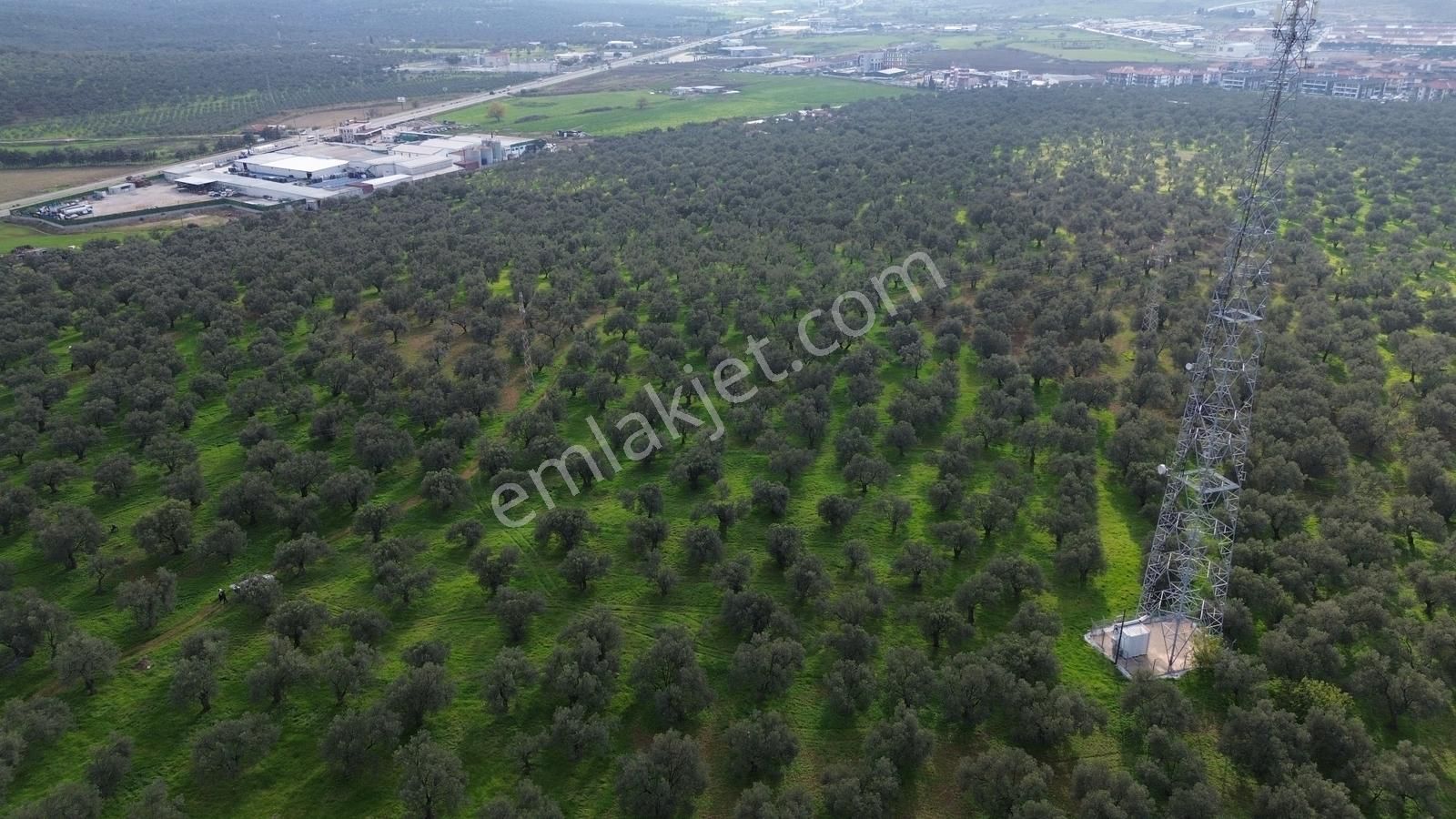 Ayvalık Şehir Merkezine Yakın İmar'a 400 Mt Satılık Zeytinlik - Görsel 2