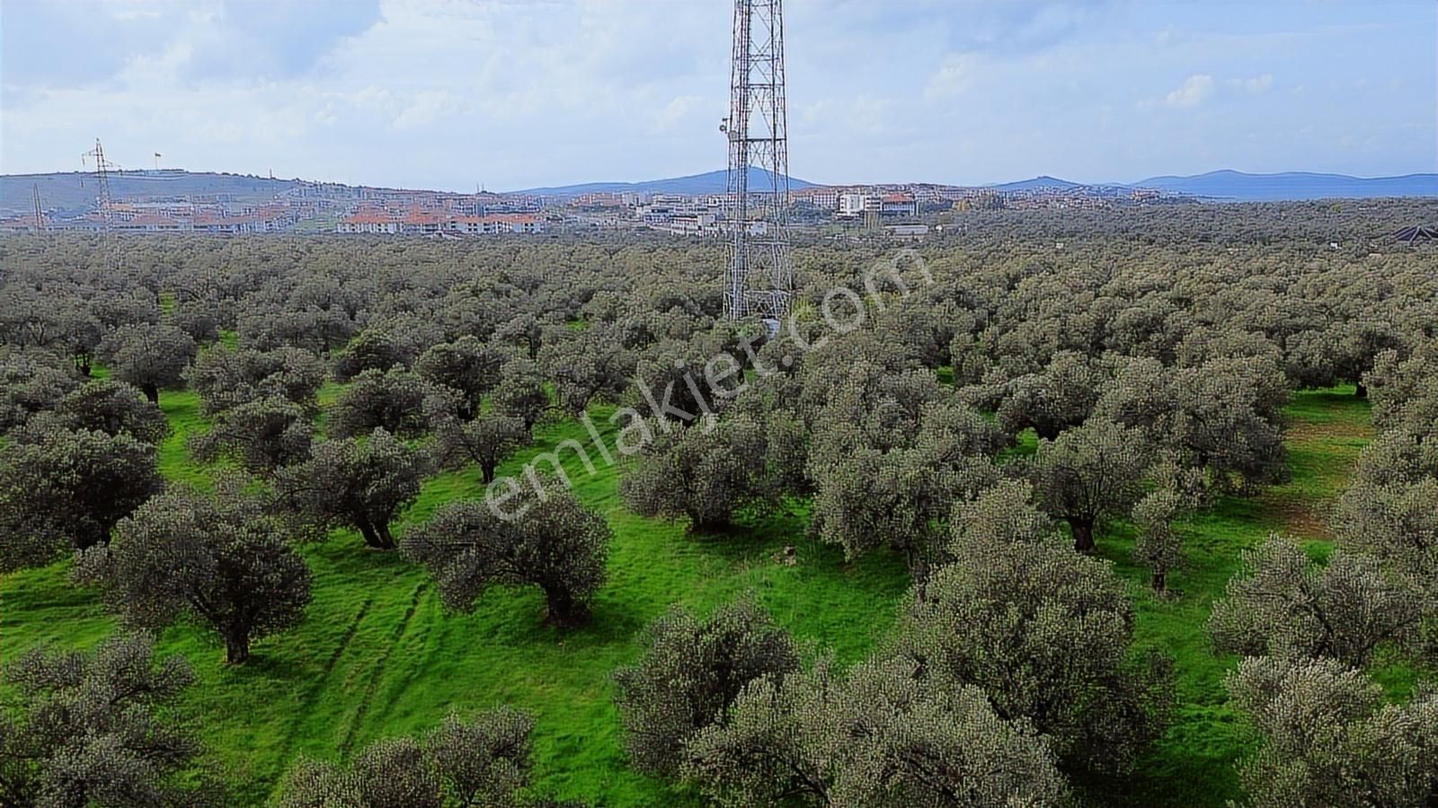 Ayvalık Şehir Merkezine Yakın İmar'a 400 Mt Satılık Zeytinlik - Görsel 14