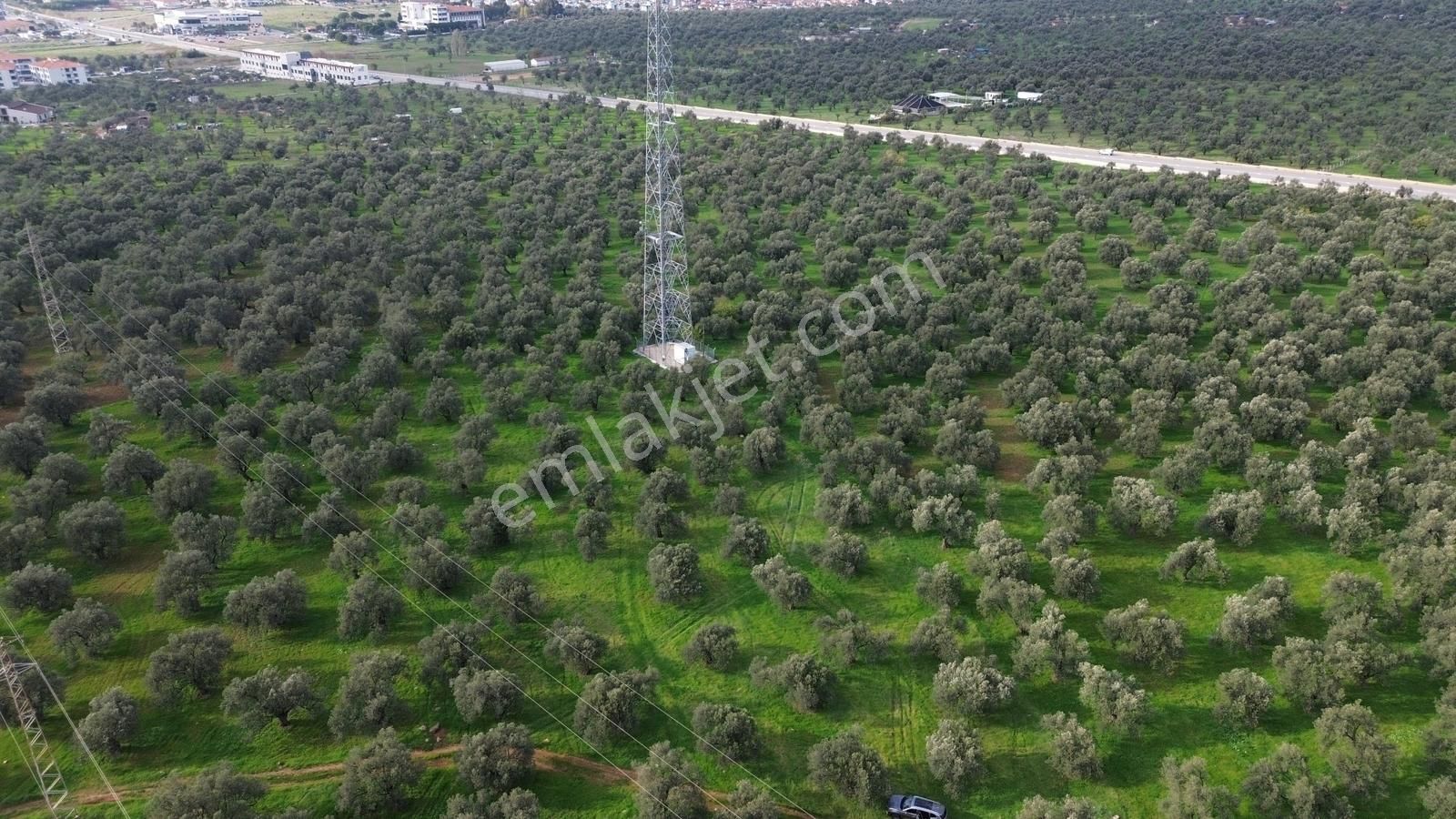 Ayvalık Şehir Merkezine Yakın İmar'a 400 Mt Satılık Zeytinlik - Görsel 23