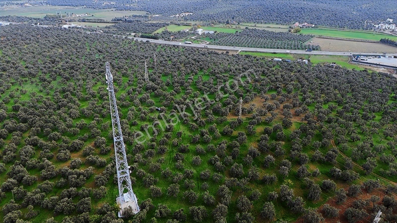 Ayvalık Şehir Merkezine Yakın İmar'a 400 Mt Satılık Zeytinlik - Görsel 33