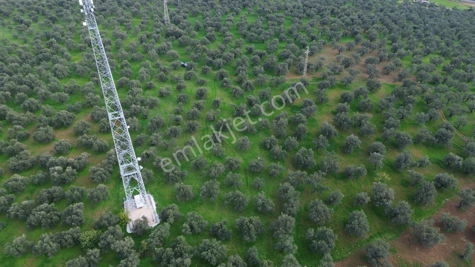 Ayvalık Şehir Merkezine Yakın İmar'a 400 Mt Satılık Zeytinlik - Görsel 29