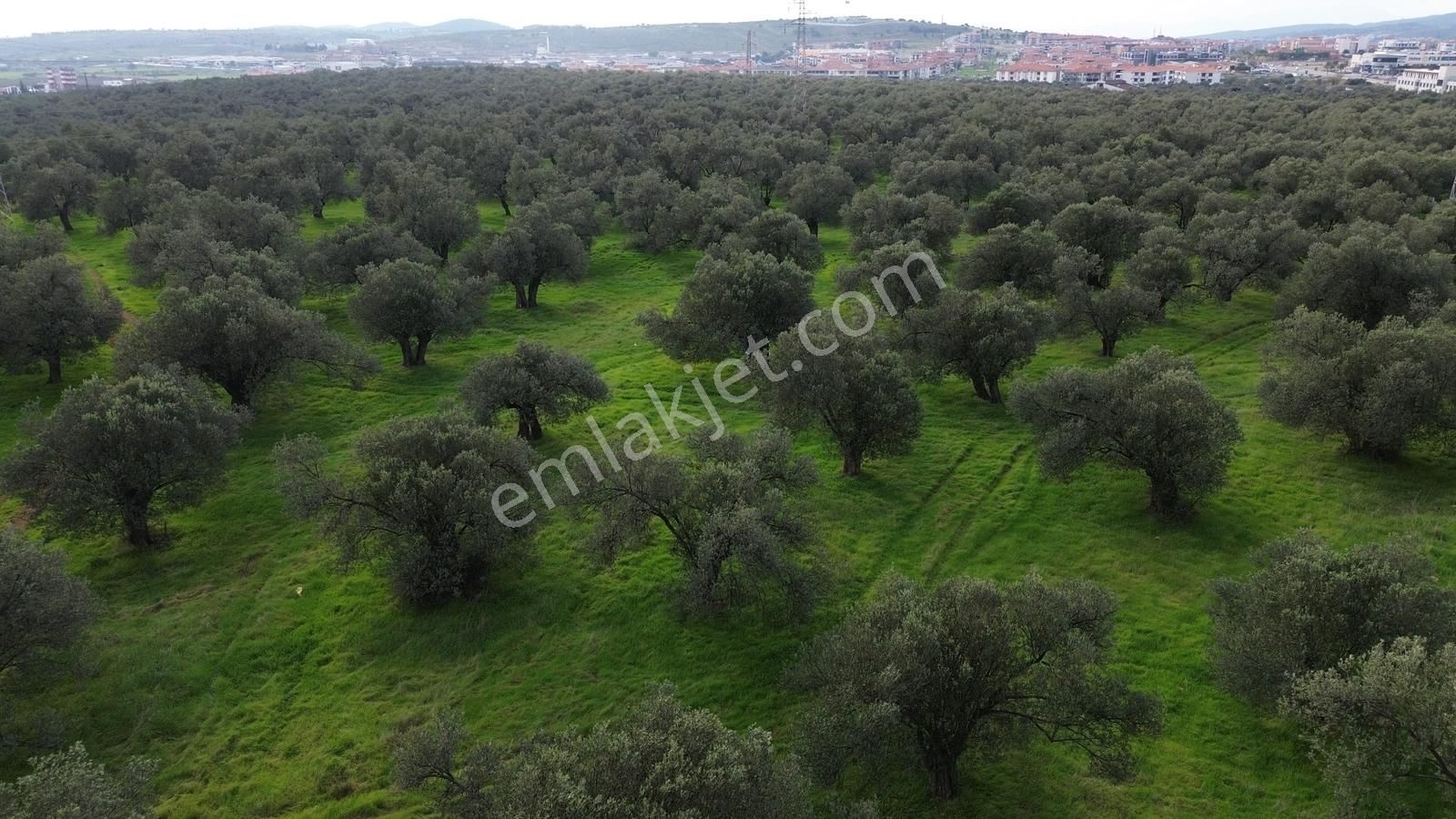 Ayvalık Şehir Merkezine Yakın İmar'a 400 Mt Satılık Zeytinlik - Görsel 9