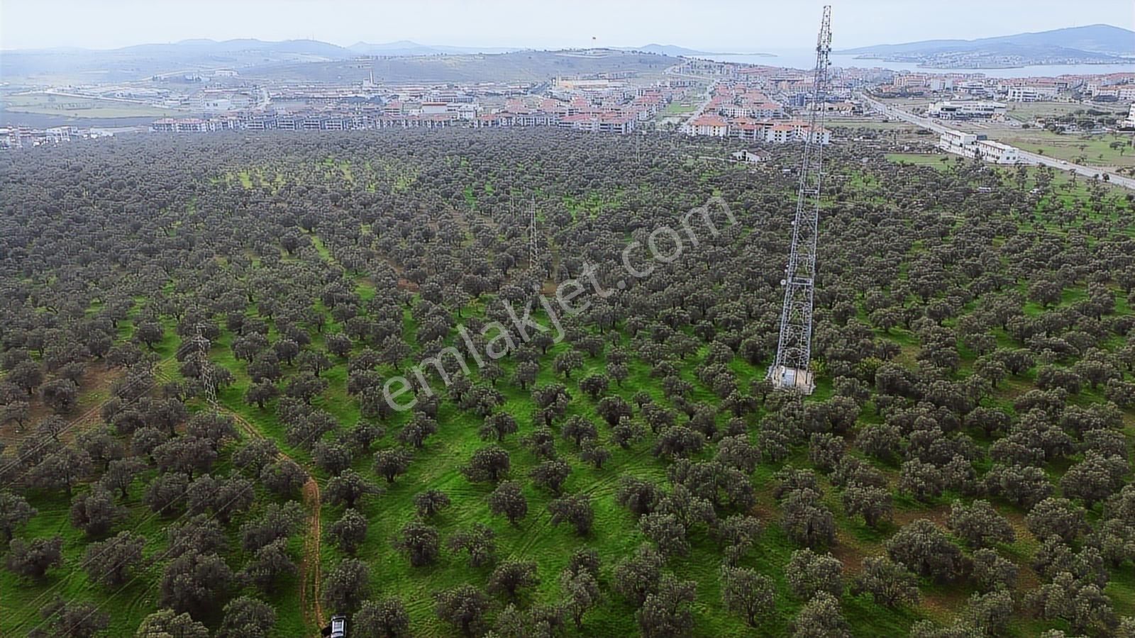 Ayvalık Şehir Merkezine Yakın İmar'a 400 Mt Satılık Zeytinlik - Görsel 6