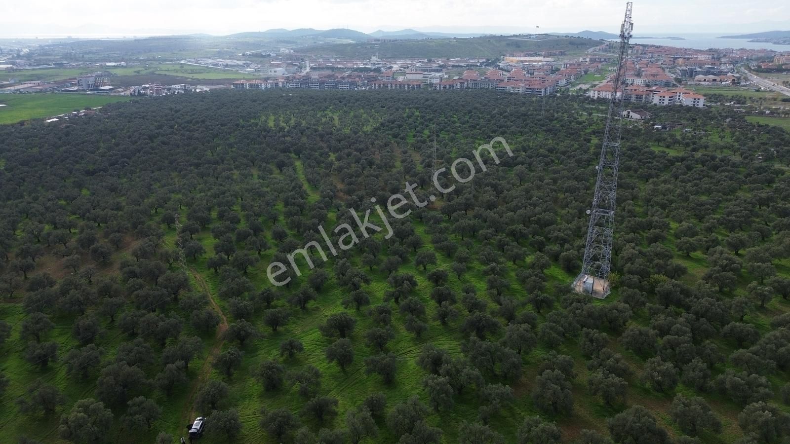 Ayvalık Şehir Merkezine Yakın İmar'a 400 Mt Satılık Zeytinlik - Görsel 4