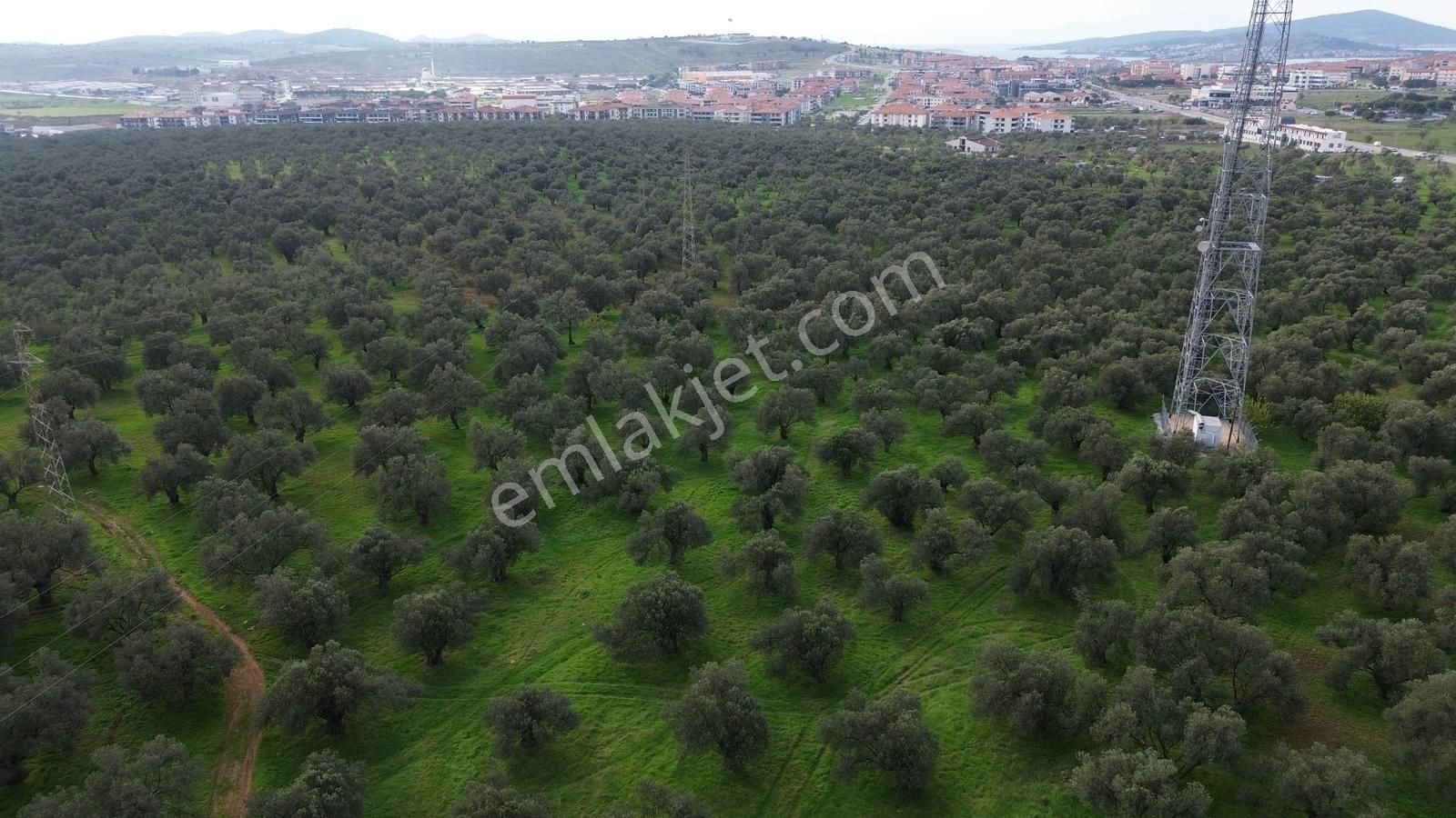 Ayvalık Şehir Merkezine Yakın İmar'a 400 Mt Satılık Zeytinlik - Görsel 26