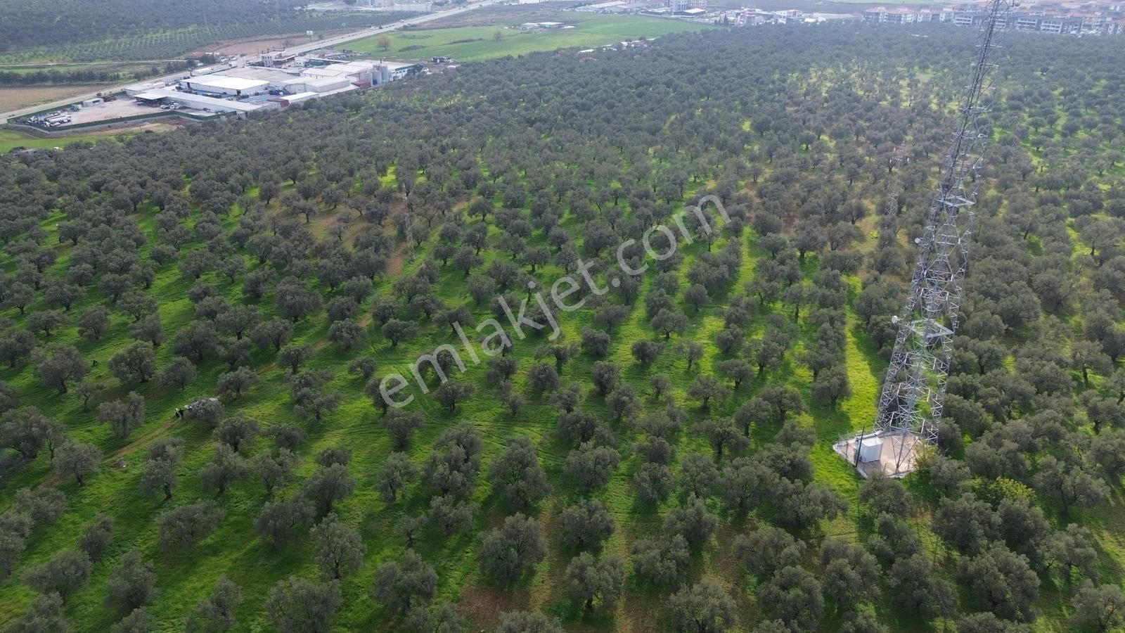 Ayvalık Şehir Merkezine Yakın İmar'a 400 Mt Satılık Zeytinlik - Görsel 13