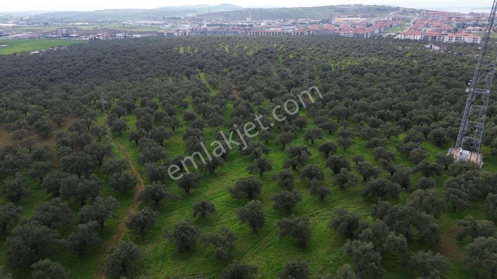 Ayvalık Şehir Merkezine Yakın İmar'a 400 Mt Satılık Zeytinlik - Görsel 18
