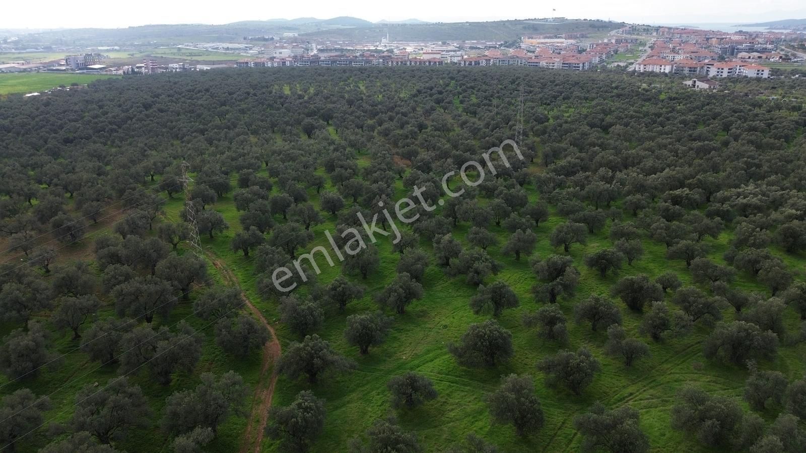 Ayvalık Şehir Merkezine Yakın İmar'a 400 Mt Satılık Zeytinlik - Görsel 8
