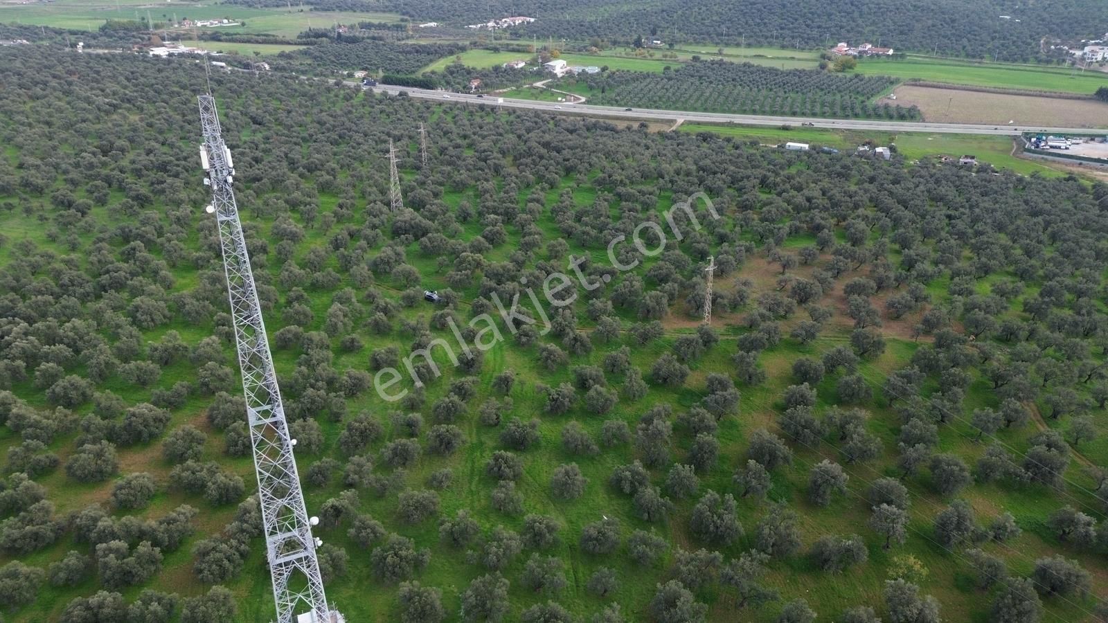 Ayvalık Şehir Merkezine Yakın İmar'a 400 Mt Satılık Zeytinlik - Görsel 35