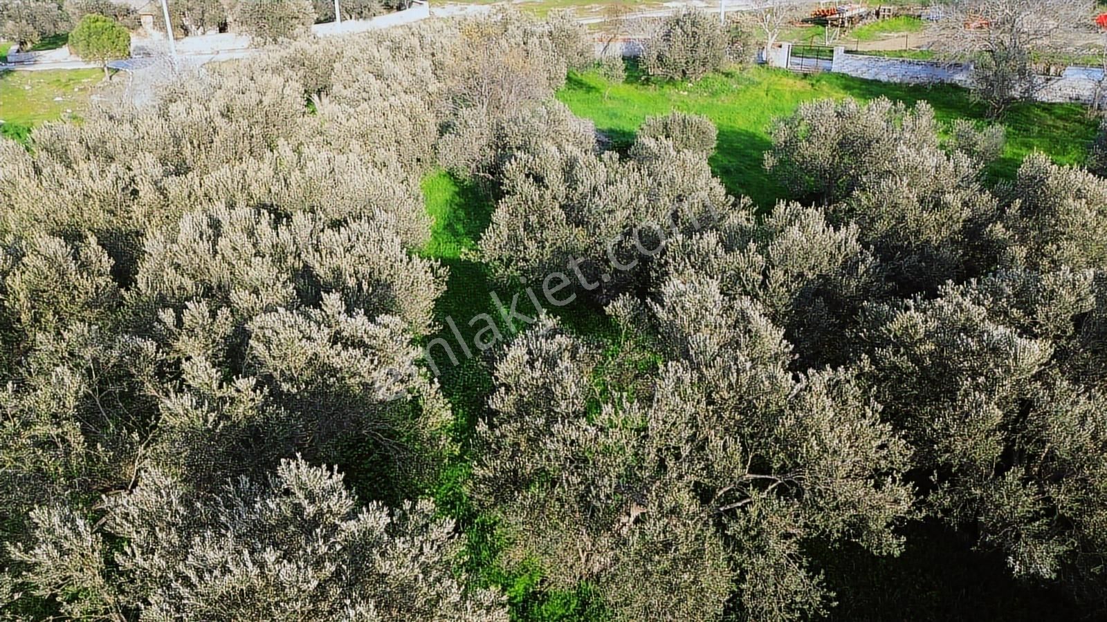 İzmir Bergama Doğancı Mahallesinde Satılık Köy Evi Ve Zeytinlik - Görsel 32