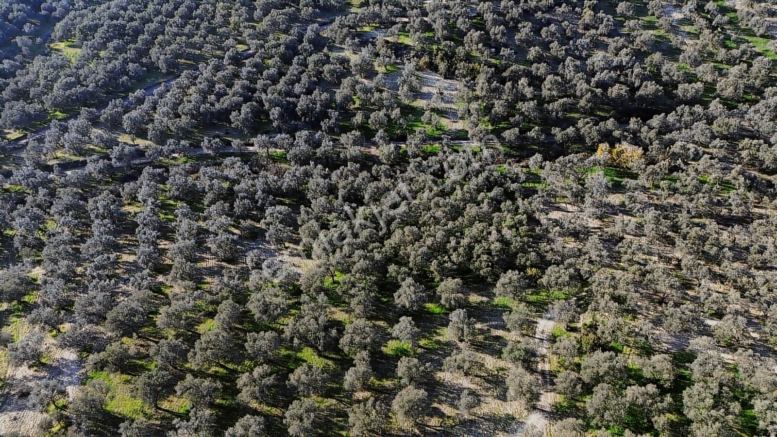 Altınova Şehir Merkezine Yakın Konumda 3.724m2 Satılık Zeytinlik - Görsel 24