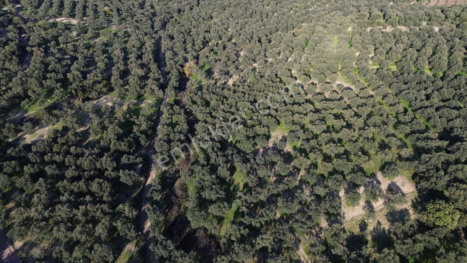 Altınova Şehir Merkezine Yakın Konumda 3.724m2 Satılık Zeytinlik - Görsel 8