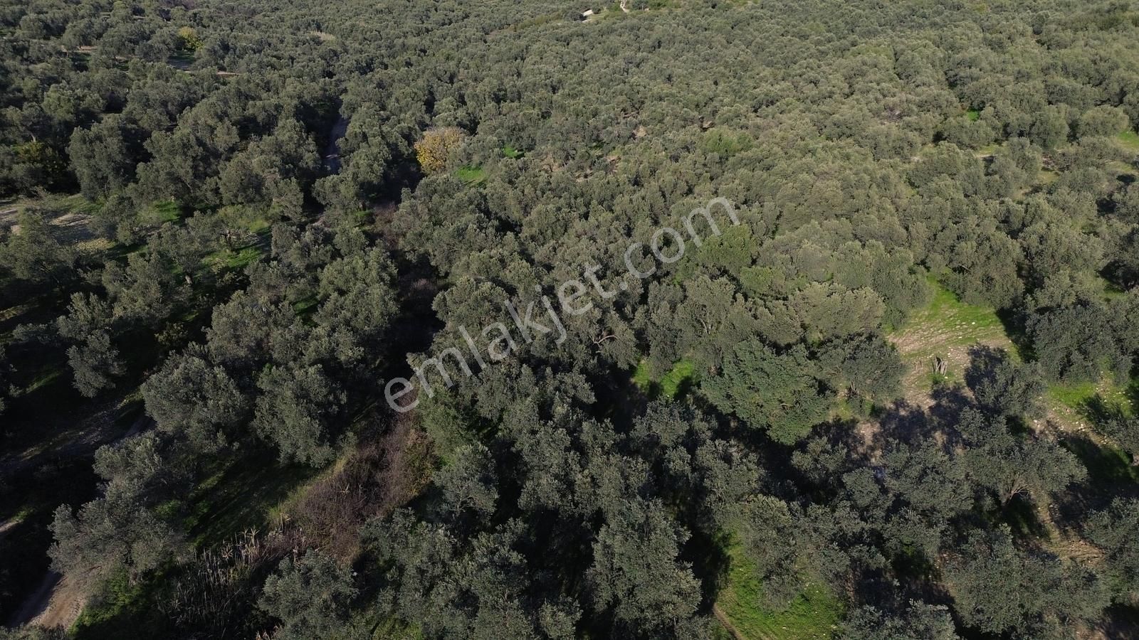 Altınova Şehir Merkezine Yakın Konumda 3.724m2 Satılık Zeytinlik - Görsel 30