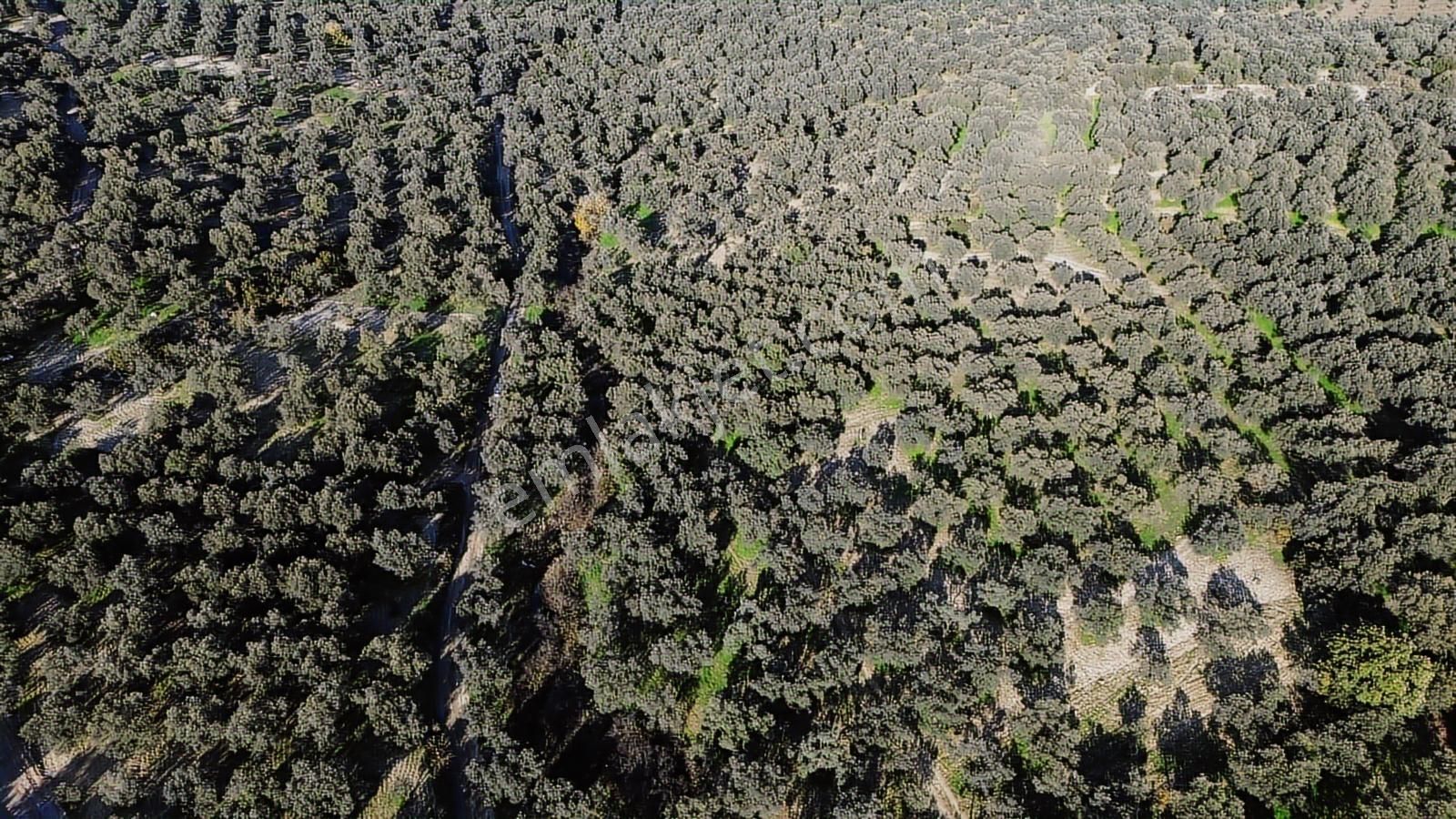 Altınova Şehir Merkezine Yakın Konumda 3.724m2 Satılık Zeytinlik - Görsel 26