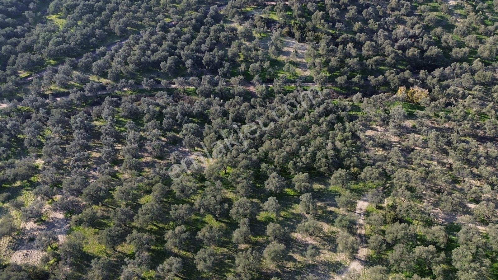 Altınova Şehir Merkezine Yakın Konumda 3.724m2 Satılık Zeytinlik - Görsel 35