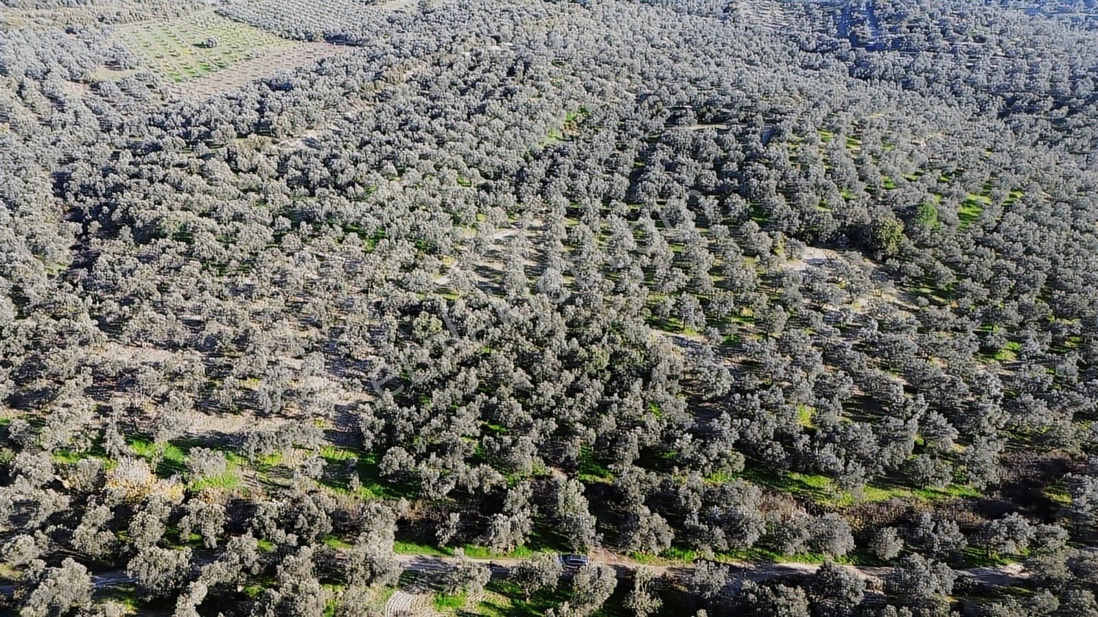 Altınova Şehir Merkezine Yakın Konumda 3.724m2 Satılık Zeytinlik - Görsel 11