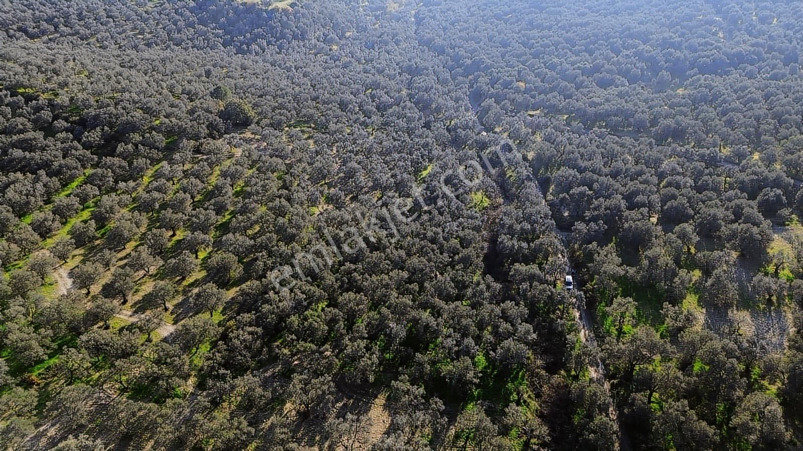 Altınova Şehir Merkezine Yakın Konumda 3.724m2 Satılık Zeytinlik - Görsel 15