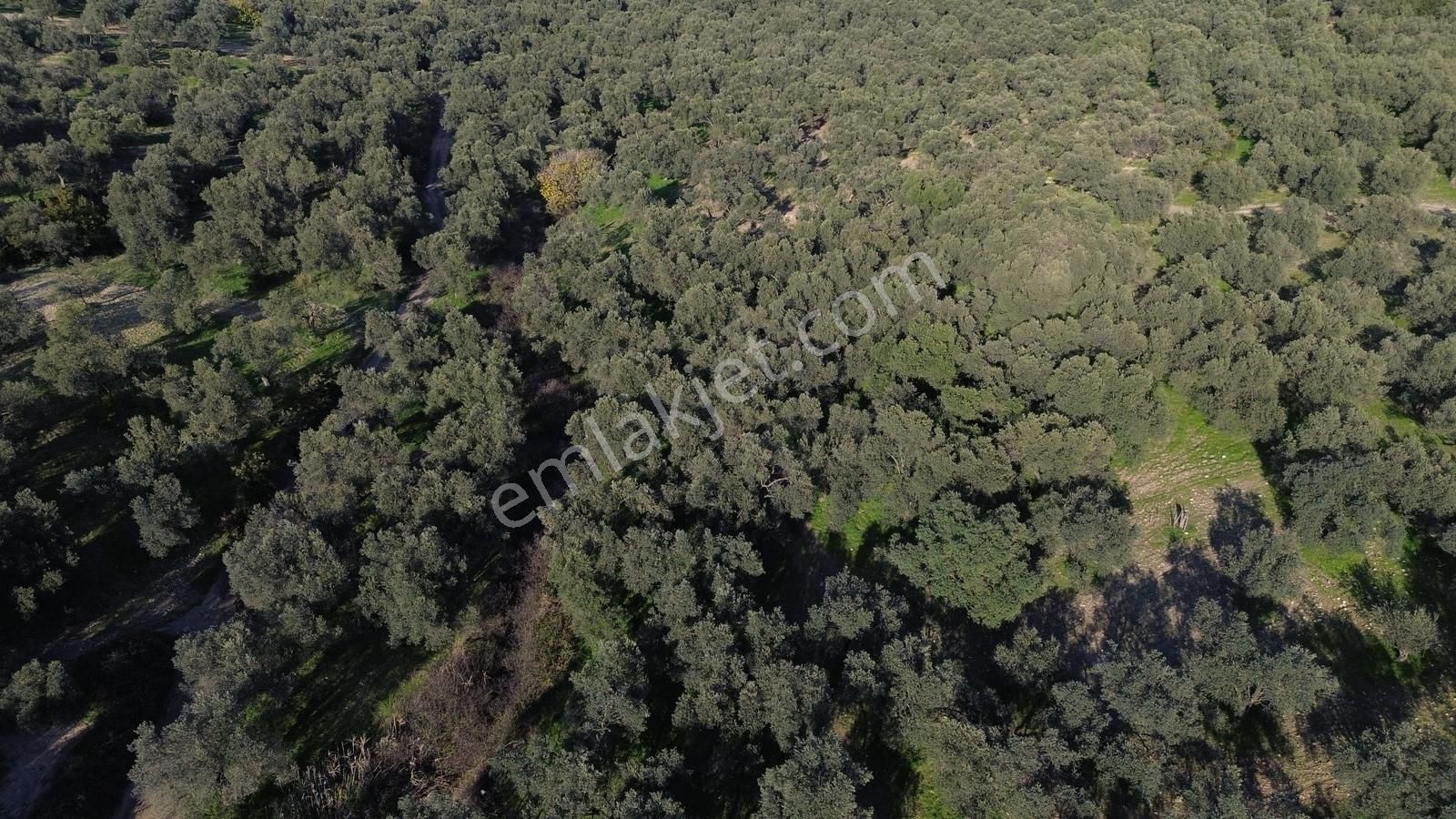Altınova Şehir Merkezine Yakın Konumda 3.724m2 Satılık Zeytinlik - Görsel 29