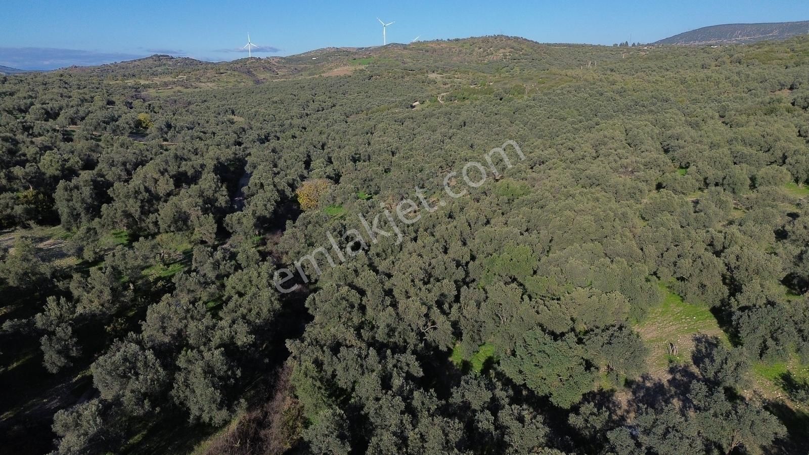 Altınova Şehir Merkezine Yakın Konumda 3.724m2 Satılık Zeytinlik - Görsel 10