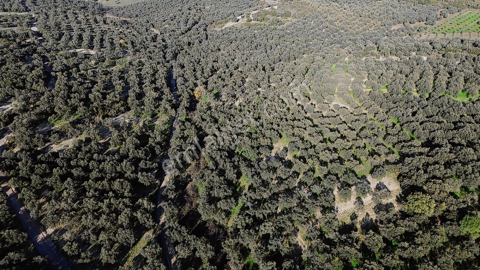 Altınova Şehir Merkezine Yakın Konumda 3.724m2 Satılık Zeytinlik - Görsel 9