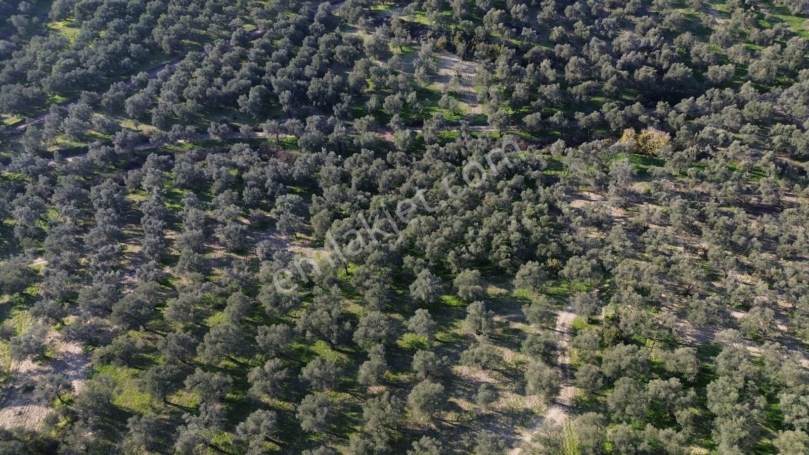 Altınova Şehir Merkezine Yakın Konumda 3.724m2 Satılık Zeytinlik - Görsel 25