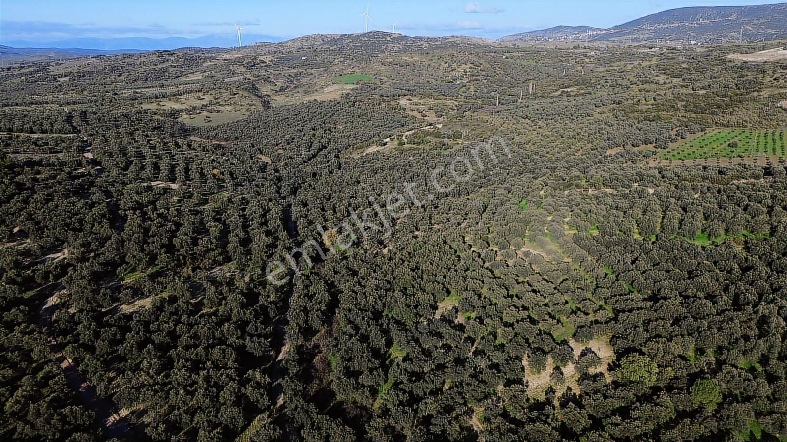 Altınova Şehir Merkezine Yakın Konumda 3.724m2 Satılık Zeytinlik - Görsel 28