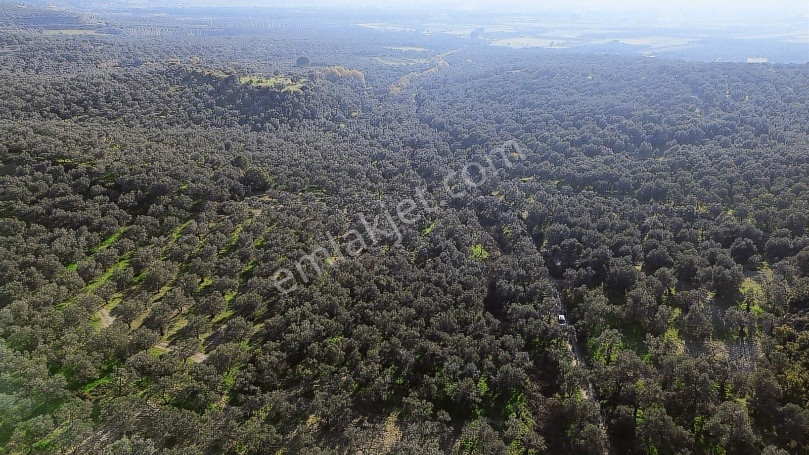 Altınova Şehir Merkezine Yakın Konumda 3.724m2 Satılık Zeytinlik - Görsel 17