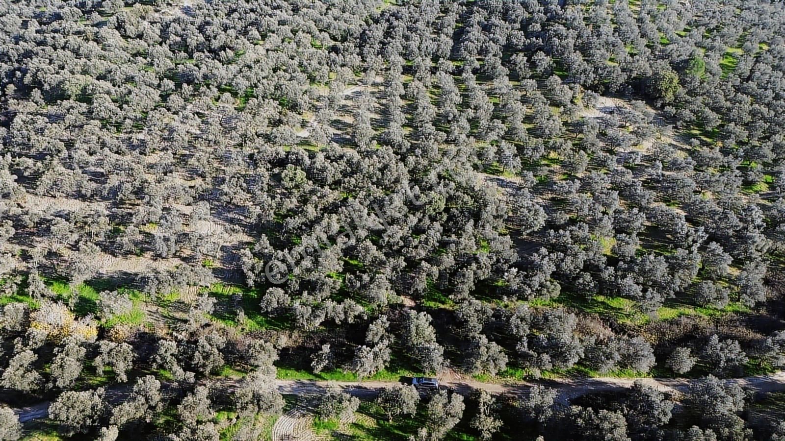 Altınova Şehir Merkezine Yakın Konumda 3.724m2 Satılık Zeytinlik - Görsel 13