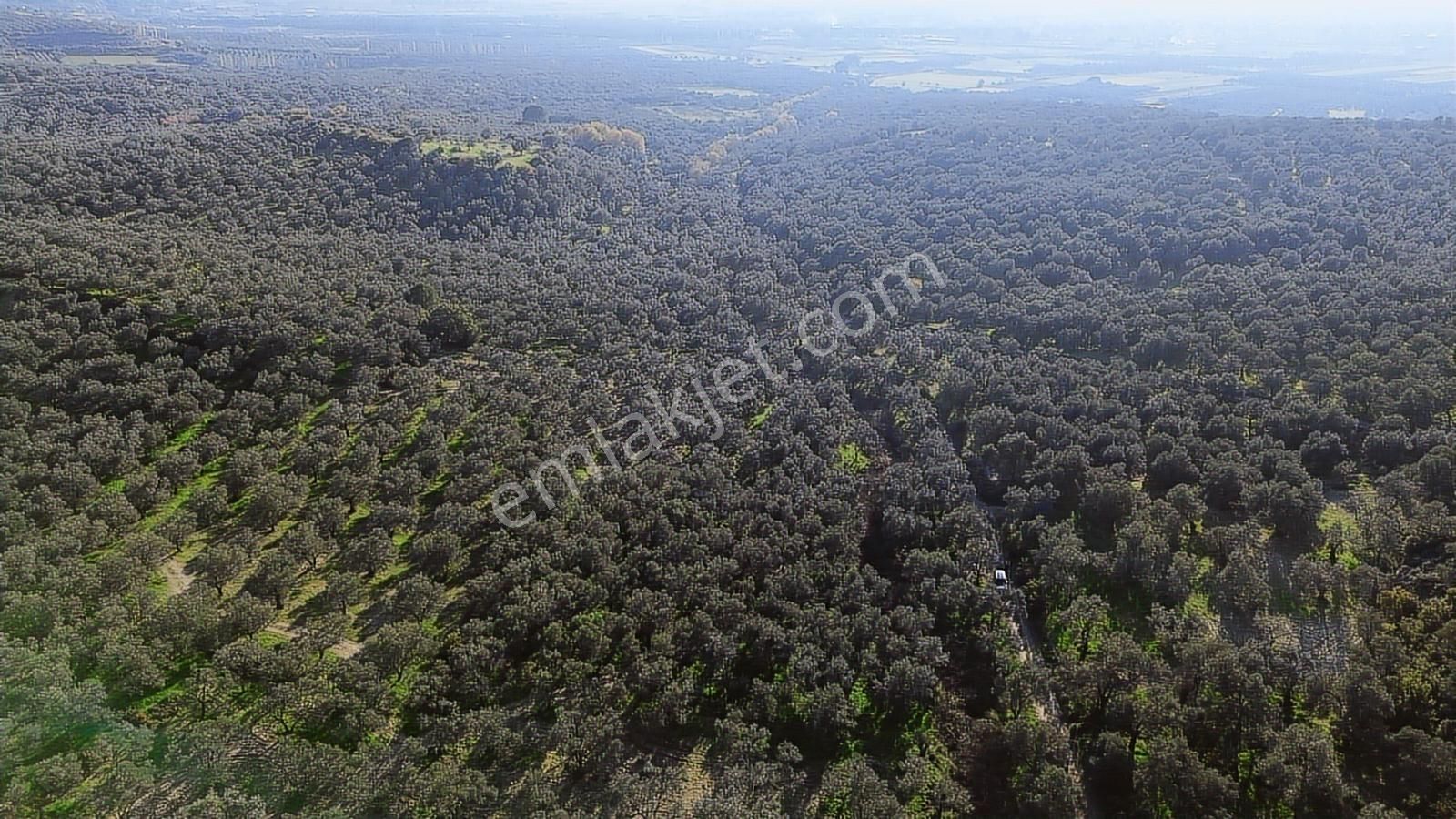 Altınova Şehir Merkezine Yakın Konumda 3.724m2 Satılık Zeytinlik - Görsel 21