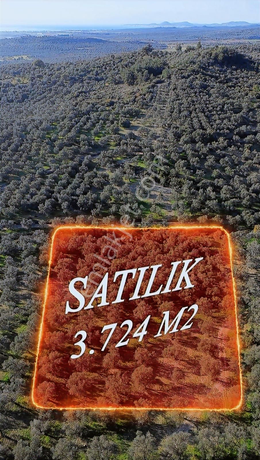 Altınova Şehir Merkezine Yakın Konumda 3.724m2 Satılık Zeytinlik - Görsel 2