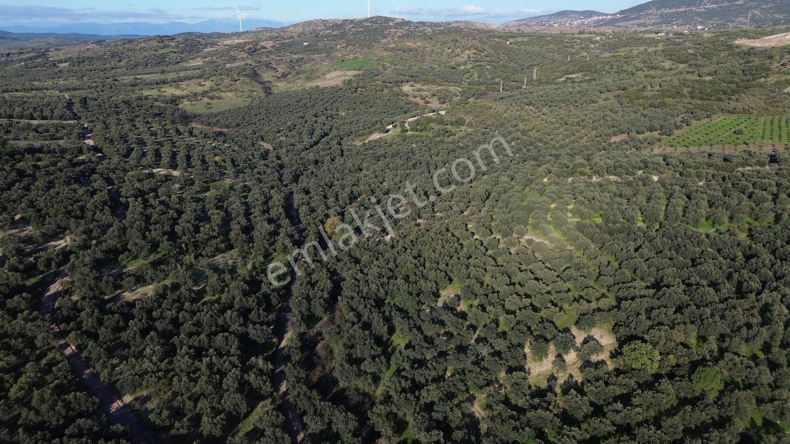 Altınova Şehir Merkezine Yakın Konumda 3.724m2 Satılık Zeytinlik - Görsel 19